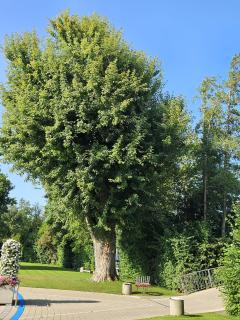 Gartenbad: Silberahornbaum muss gefällt werden