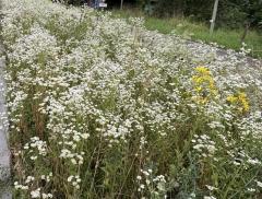 Neophytensäcke: Gemeinsam gegen invasive Pflanzen