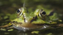 Achtung: Wandernde Amphibien