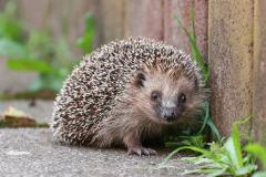 Freie Bahn für Igel und Co.