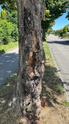 Baumfällungen an der Bodenackerstrasse