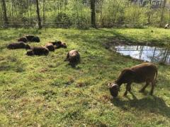 Weidestart für die Schafe