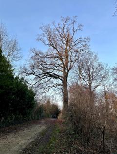 Die alte Eiche am Fuchshag muss gefällt werden