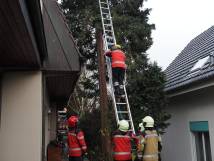 Katze auf Baum während der Rettung