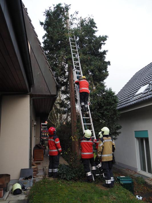 Katze auf Baum während der Rettung