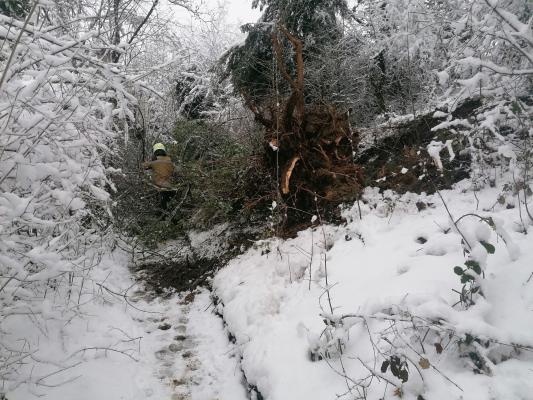 Umgestürzter Baum aufgrund Schneefall im Januar 2021