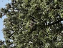 29.04.2023 - Einsatz Nr. 7 - Bienen Fiechthagstrasse 1/3