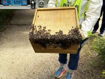 29.04.2023 - Einsatz Nr. 7 - Bienen Fiechthagstrasse 3/3