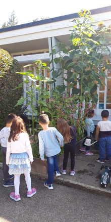 Kindergartengärtchen Ruchholz