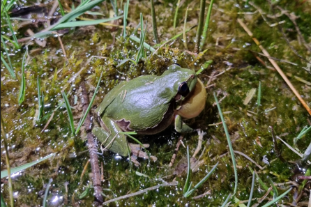 Laubfrosch