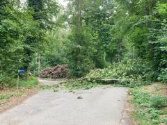 Risiko für Astabbrüche im Wald