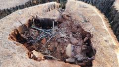 Eiche am Fuchshag gefällt