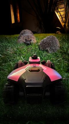 Mähroboter: So schützen Sie Igel und andere Wildtiere