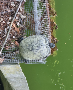 Schildkröten im Schlossweiher: faszinierend, aber problematisch